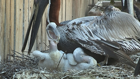 Pelican Chick at Suncoast in Florida
