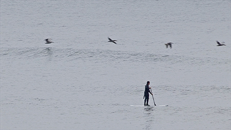 Paddle Boarder and Pelicans